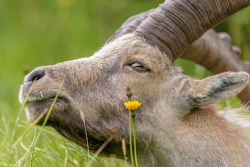 Alter Steinbock sonnt sich auf grüner Blumenwiese