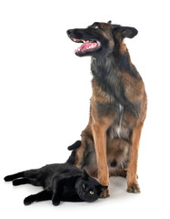 belgian shepherd and cat