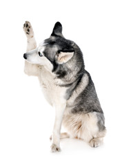 Fototapeta premium siberian husky in studio