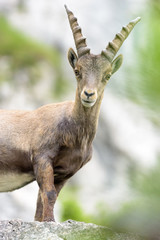 Neugieriges Steinbock Kitz vor Felswand auf Felsvorsprung