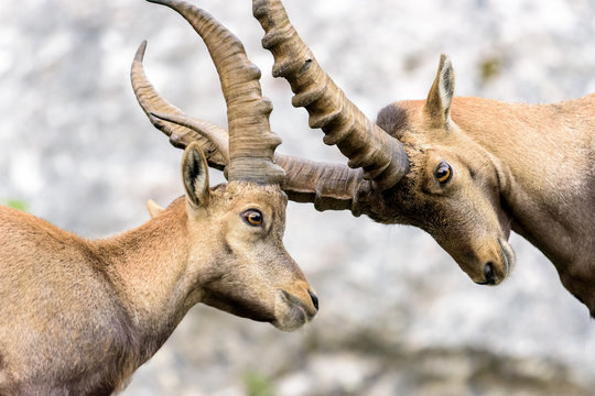 Zwei Steinbock Kitze k&auml;mpfen mit ihren H&ouml;rnern