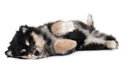 Obraz premium puppy Finnish Lapphund