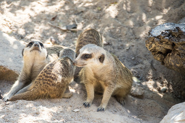 Obraz premium View of meerkats