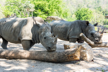 View of rhinoceros © gumbao