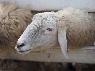 sheep in farm animals closeup face