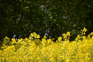 Raps mit Bienen