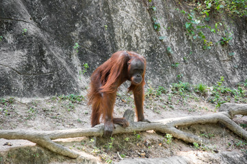 View of orangutan