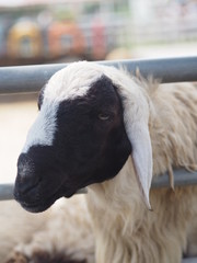 Naklejka premium sheep The face is black farm animals