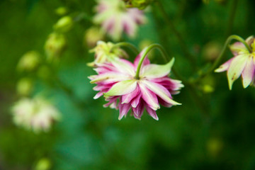 pink aquilegia terry flower on a blurred bokeh green background