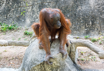 View of orangutan
