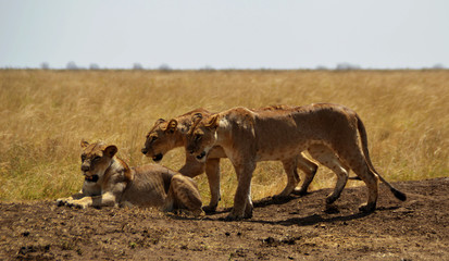 Three lioness look for prey, Kenya, Africa 