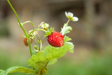 a twig of red sweet juicy wild strawberries on a summer background