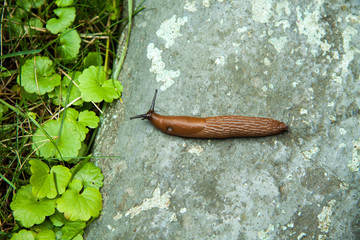 brown slug insect crawling over a gray stone - 247521154