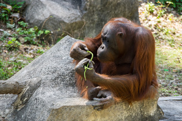 View of orangutan