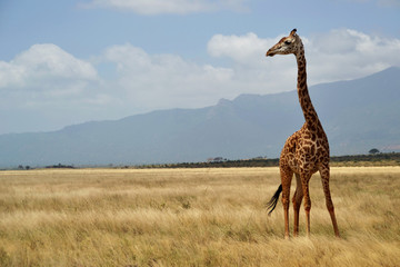 Giraffe in the dry grass, Kenya, Africa © Claudio Caridi