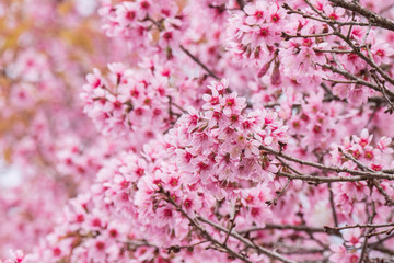 Fresh cherry blossom in full boom.