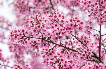 Fototapeta na wymiar Cherry blossom flowers in blooming with branch.