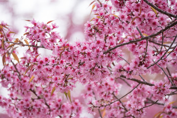 Cherry blossom branch in spring season.