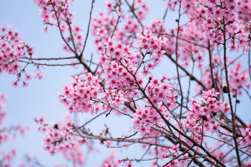Pink cherry blossom flower on tree with blue sky.