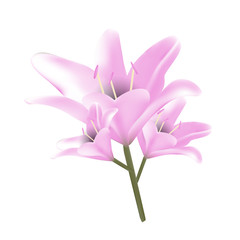 Bouquet of pastel pink lilies.