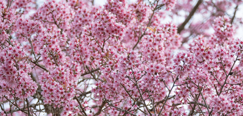 Cherry blossom tree at park.
