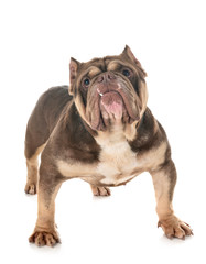 Fototapeta premium american bully in studio