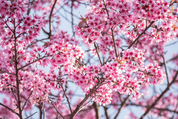Spring blossom with cherry blossom on blue sky.