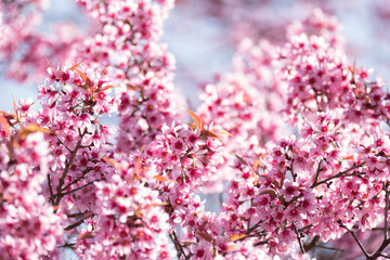 Blooming cherry tree in spring season.