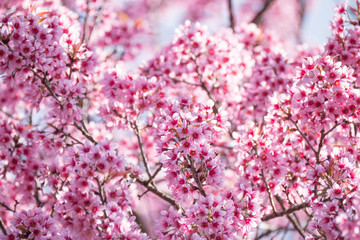 Japanese cherry blossom flowers