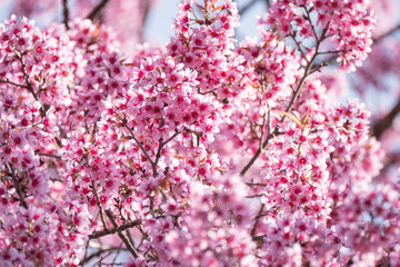 Sakura flowers blooming