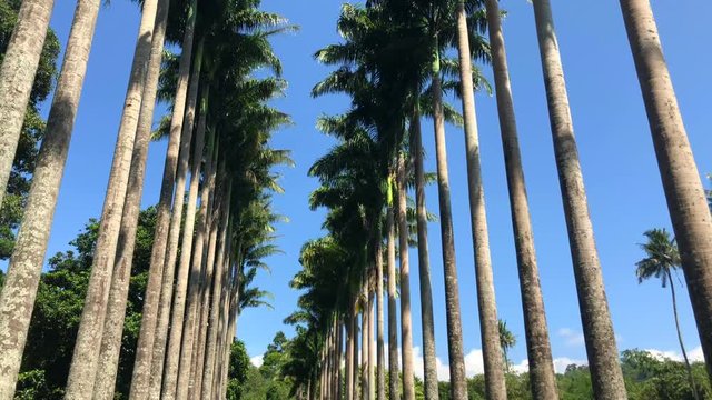 Palm tree alley in Royal Botanic King Gardens. Peradeniya. Kandy. Sri Lanka.The garden includes more than 4000 species of plants, including orchids, spices, medicinal plants and palm trees