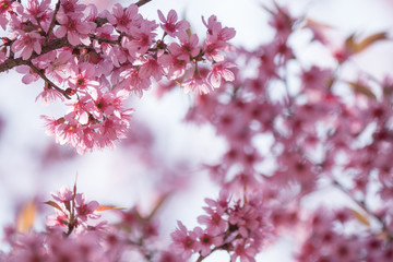 Beautiful sakura cherry blossom branch in spring