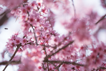 Sakura blossom tree branch in spring.