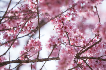 Cherry blossom branch in blooming.