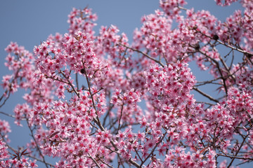Spring season with cherry blossom tree on blue sky.