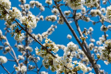 Cherry tree branches with white flowers in spring time against blue sky. Selective focus. Spring background