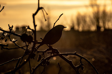 Silhouette of a blackbird in early morning sun on a cold winters morning