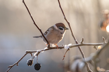 Sparrow in early morning sun on a cold winters morning