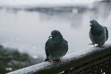 lone wild grey pigeon close-up in the winter sitting on the fence