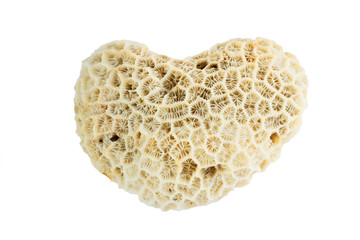 Marine life: light yellow sea coral stone on white background