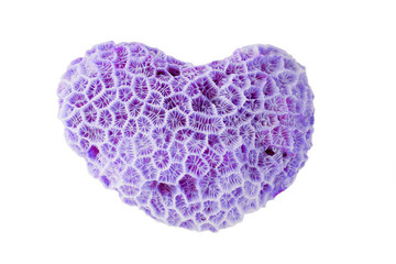 Marine life: light yellow sea coral stone on white background