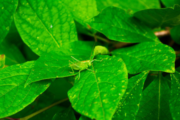 Grasshopper on a green leaf and against the backdrop of green. selective focus.