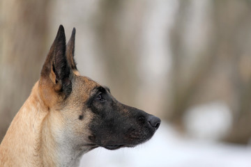 Portrait of a beautiful dog breed Belgian Shepherd Malinois