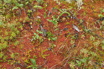 Saxifrage. Sparse vegetation of Yakutia.