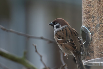 Sparrow close up... Rear view