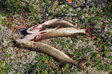 Three pike. Successful fishing.