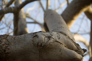 Tree branches without leaves against the blue sky