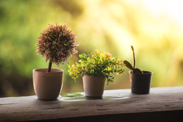 Balcony interior design at home with cactus, little tree in pot and sunlight in the morning