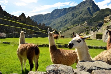 Llamas at Machu Picchu Peru © Nancy