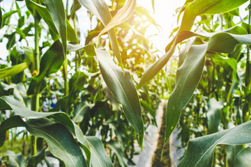 Corn plant with green leaves growth in agriculture field outdoor in sunset